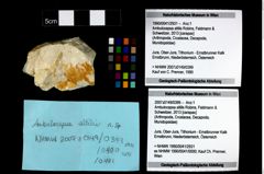 Foto (Objekt + Etikett) von Ambulocapsa altilis (Robins, Feldmann & Schweitzer, 2013)  (NHMW-GEO-1990-0041-2931)